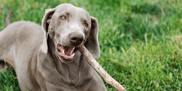 Dog outdoors chewing on a stick