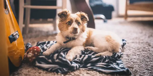 Small dog relaxing on a carpet