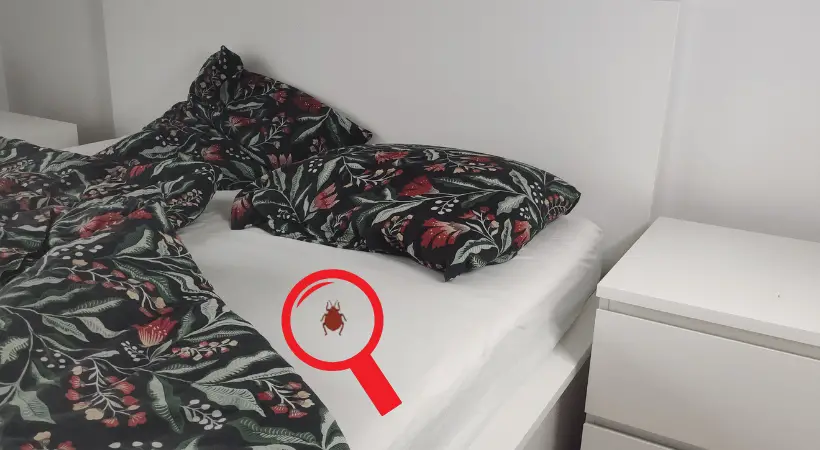 bed with magnifying glass pointing to it and zooming into a bed bug