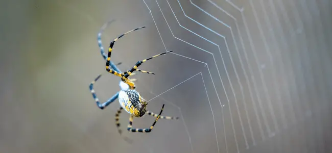 spider on the web