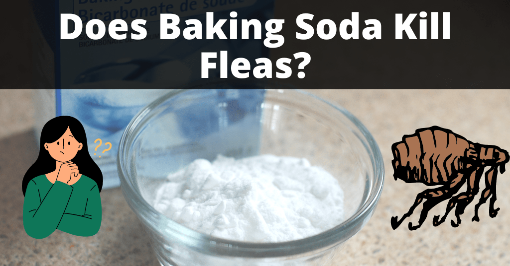 Does Baking Soda Kill Fleas On Dogs