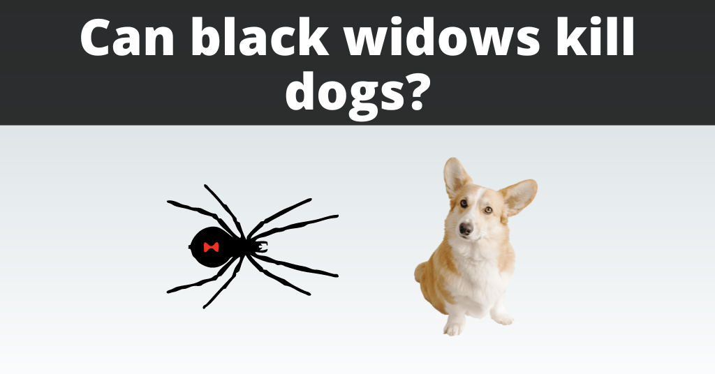 images of a black widow spider and a dog next to each other