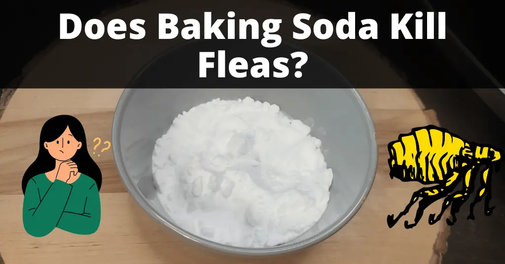 Does Baking Soda Kill Fleas? [Yes, if used with salt]