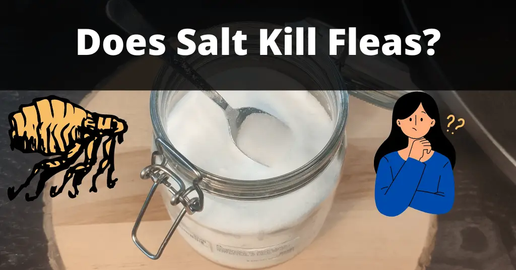 Does Salt Kill Fleas Yes A Step By