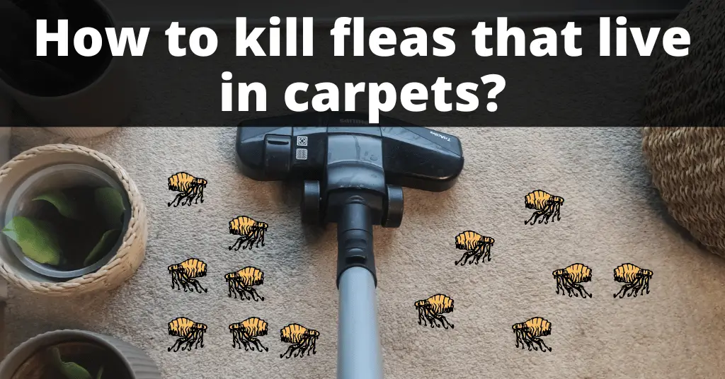 illustrated fleas on the carped that is being vacuumed