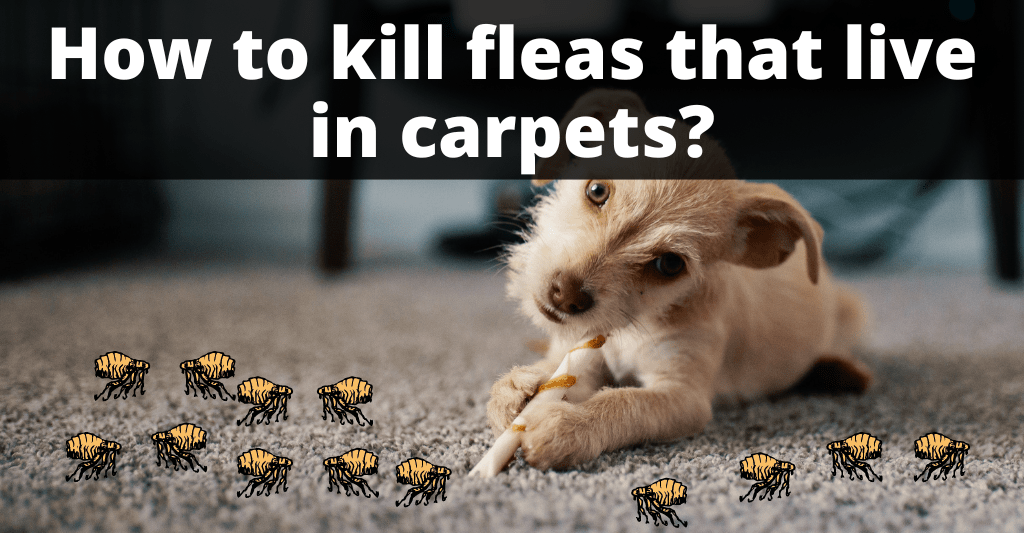 Can You Use Baking Soda On Carpet To Kill Fleas Dogs www