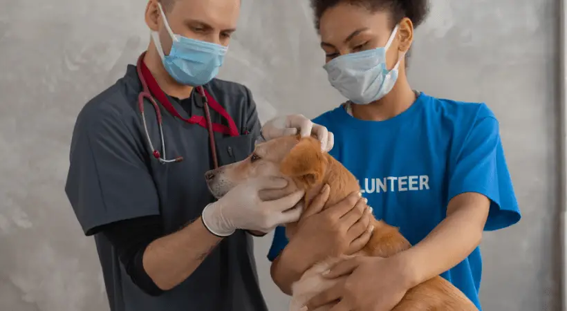 Team of vets checking on the dog's fur