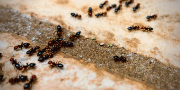 House ants walking on the floor
