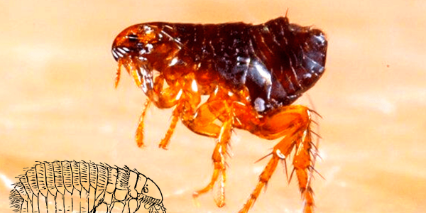 A flea on human skin