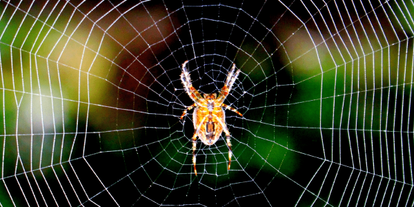 Spider hanging on the spider web
