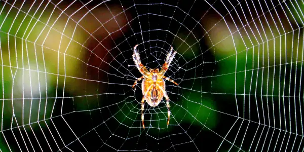 Spider hanging on the spider web